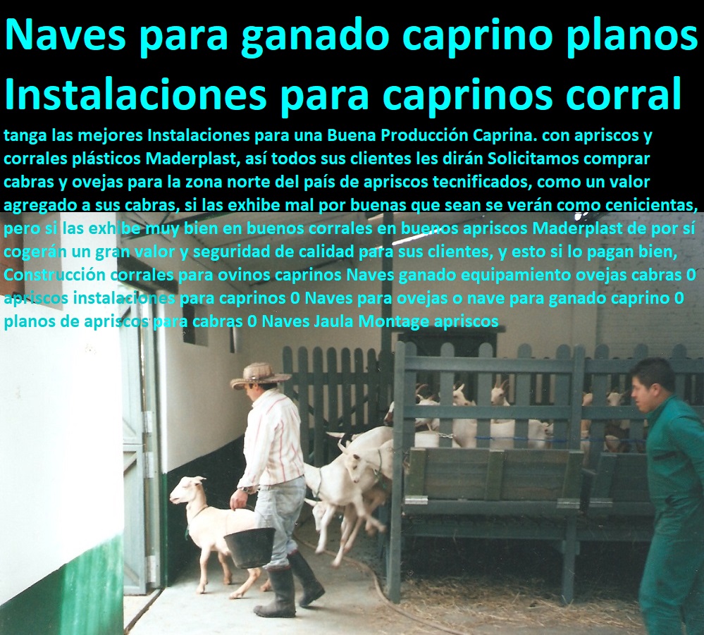 Construcción corrales para ovinos caprinos Naves ganado equipamiento ovejas cabras 0 apriscos instalaciones para caprinos 0 corral de cabras apriscos corrales para caprinos estabulación ovejas cabras cabritos borregos chivos chivas, corralejas elevadas, apriscos estabulación de caprinos. planos de apriscos para cabras, establo para cabras, diseño de corrales para cabras, proyecto cabras lecheras en corral, corrales para cabras lecheras, Naves para ovejas o nave para ganado caprino 0 planos de apriscos para cabras 0 Naves Jaula Montage apriscos Construcción corrales para ovinos caprinos Naves ganado equipamiento ovejas cabras 0 apriscos instalaciones para caprinos 0 Naves para ovejas o nave para ganado caprino 0 planos de apriscos para cabras 0 Naves Jaula Montage apriscos